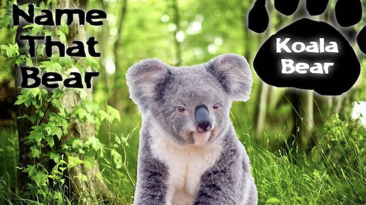 Name That Bear image number null