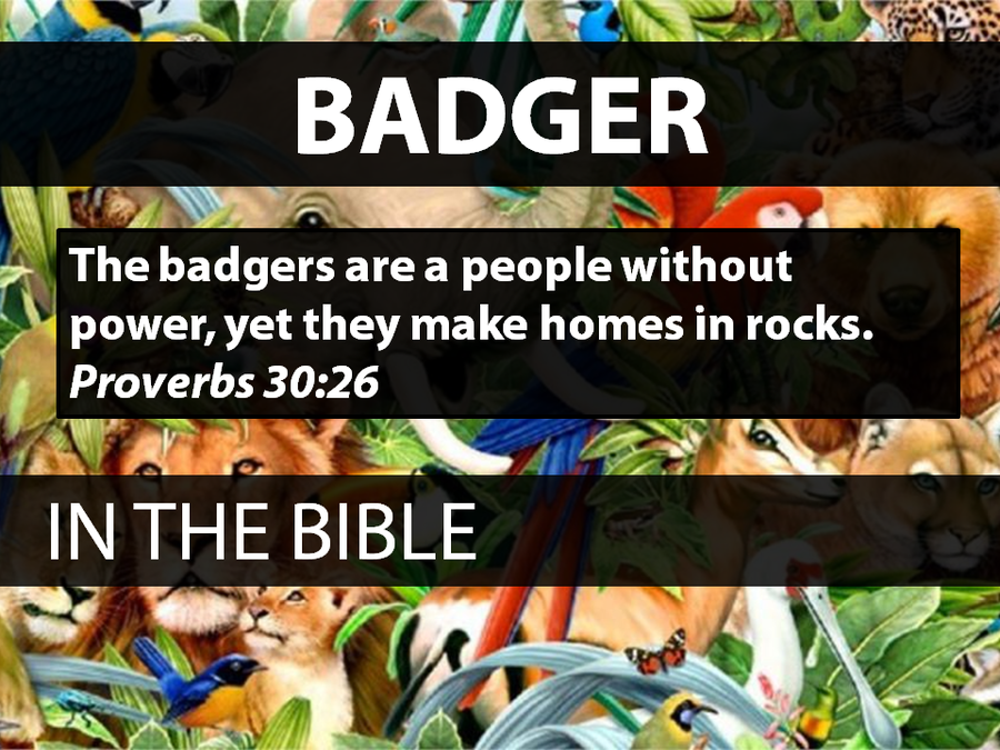 Animals in the Bible: Volume 2 image number null