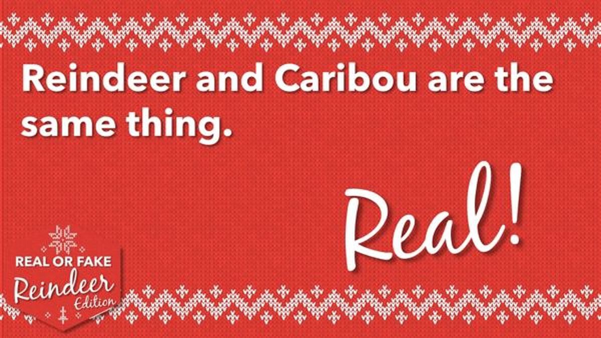 Real or Fake: Reindeer Edition image number null