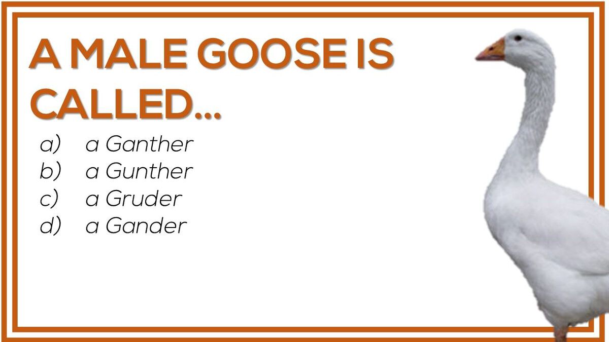 Goose Chase Trivia image number null