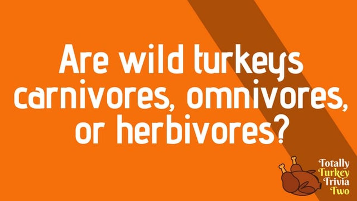 Totally Turkey Trivia Two image number 5