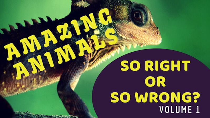 Amazing Animals Volume 1