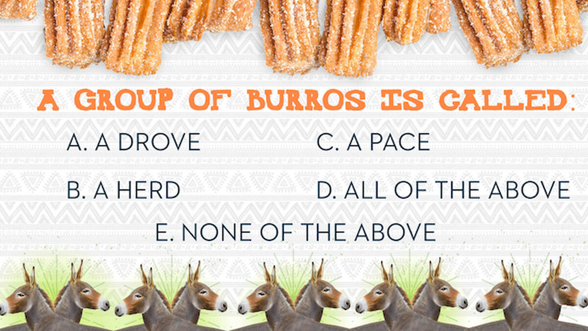 Churros and Burros image number 3