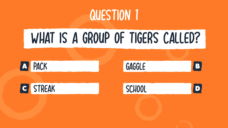 Big Cat Trivia Video Bundle