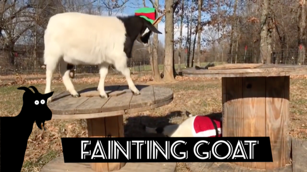 Screaming or Fainting Goats? Round 2 image number 2
