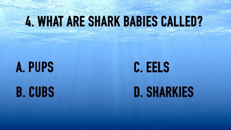 Shark Week Trivia