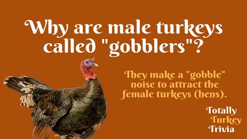 Totally Turkey Trivia