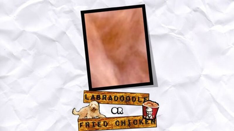 Labradoodle or Fried Chicken