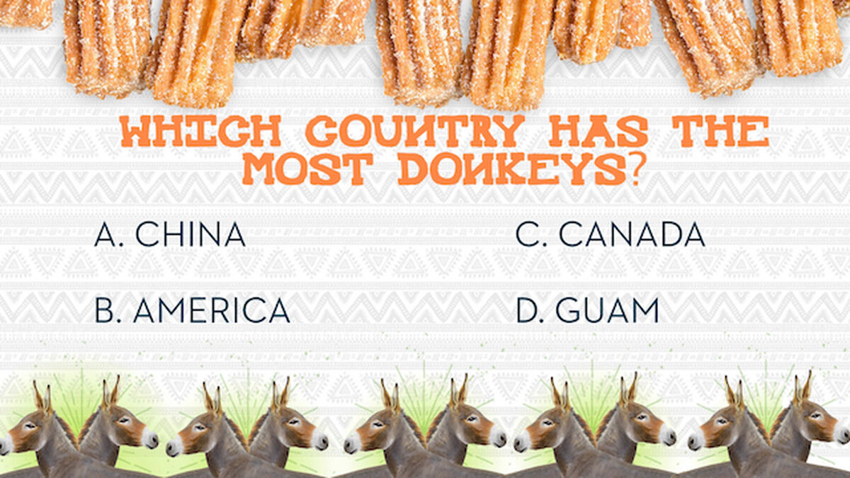 Churros and Burros image number 7