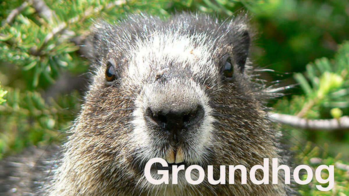 Groundhog Otter Beaver image number 2