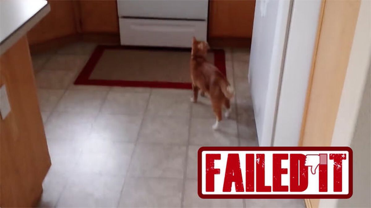 Nailed or Failed: Cat Edition image number 4