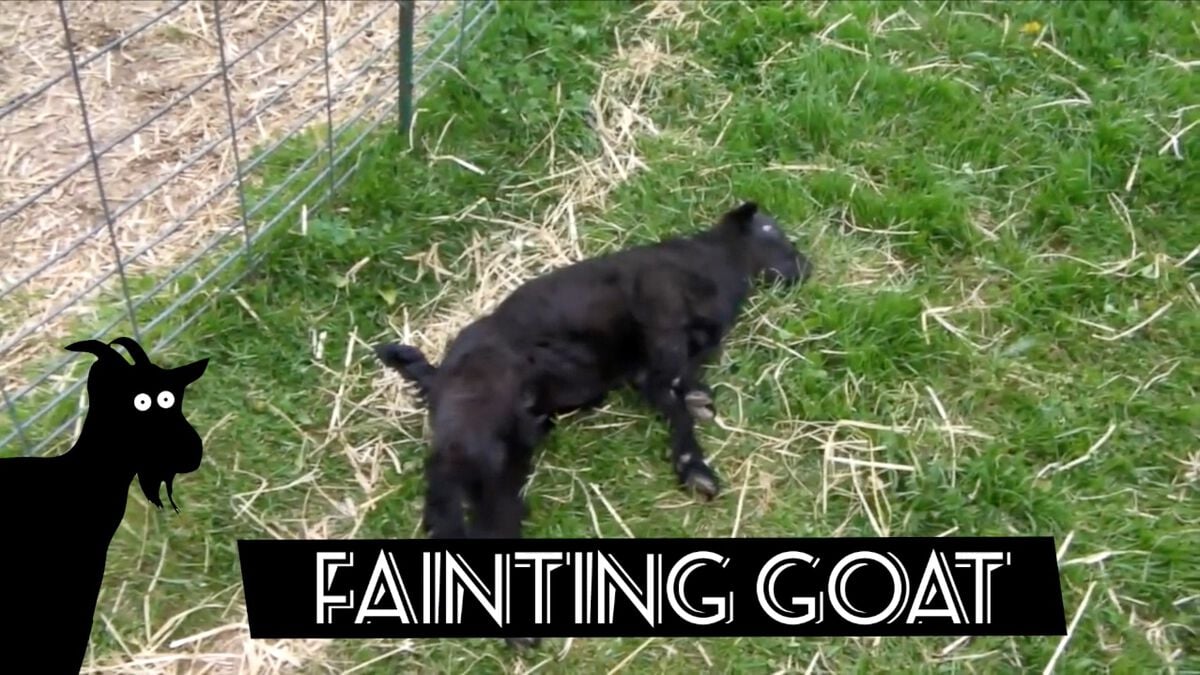 Screaming or Fainting Goats image number 4